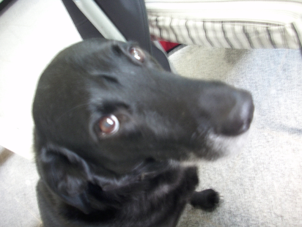 Hund_traurig